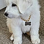 adorable, animal, canine, carpet, collar, cute, dog, domestic_animal, fluffy, fur, gold_chain, indoor, pet, pet_tag, puppy, side_view, sitting, small_dog, white_fur, young_dog