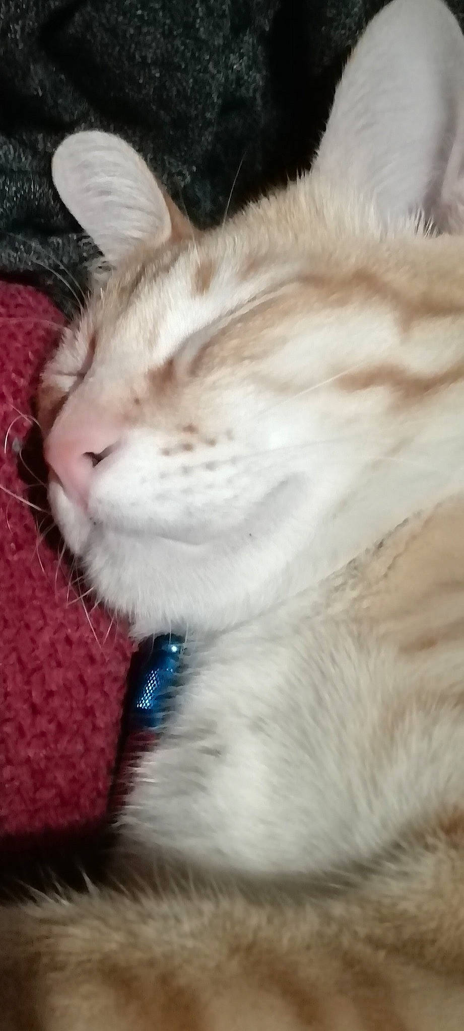 Tanke is registered to the contest to win money with this photo: carnivore, cat, claw, domestic_short_haired_cat, ear, fawn, felidae, fur, paw, plant, small_to_medium_sized_cats, snout, tail, tree, whiskers