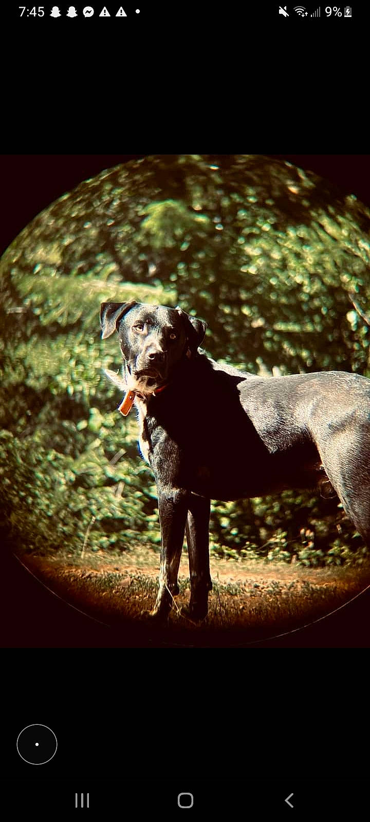 Apollo Creed is registered to the contest to win money with this photo: carnivore, companion_dog, darkness, dog, dog_breed, fawn, flash_photography, forest, grass, guard_dog, gun_dog, liver, plant, snout, soil, sporting_group, tail, tints_and_shades, tree, working_animal