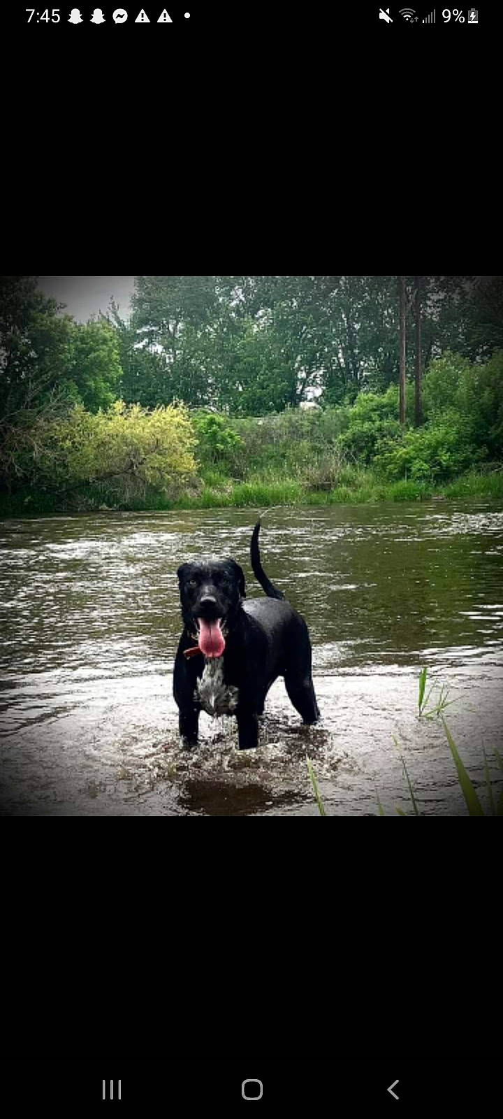 Apollo Creed joined the competition — help win amazing prizes! carnivore, companion_dog, dog, dog_breed, fawn, forest, grass, guard_dog, lake, landscape, natural_landscape, plant, snout, sporting_group, tail, tree, walking, water, wildlife, working_animal