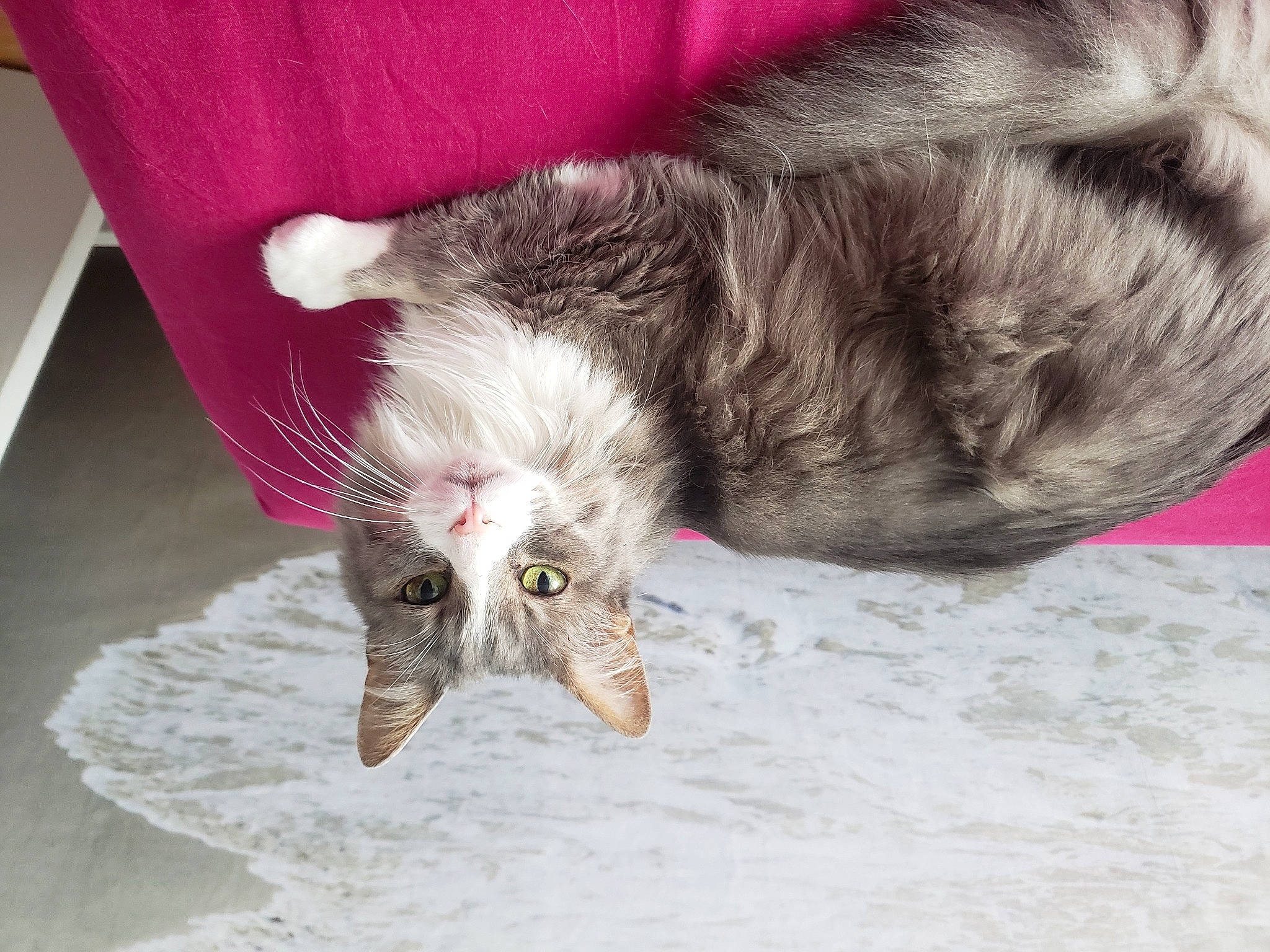 Angel participe au concours pour gagner de l'argent avec cette photo : canidae, carnivore, cat, claw, comfort, domestic_short_haired_cat, felidae, foot, fur, grey, human_leg, paw, small_to_medium_sized_cats, snout, tail, toe, vertebrate, water, whiskers, yawn