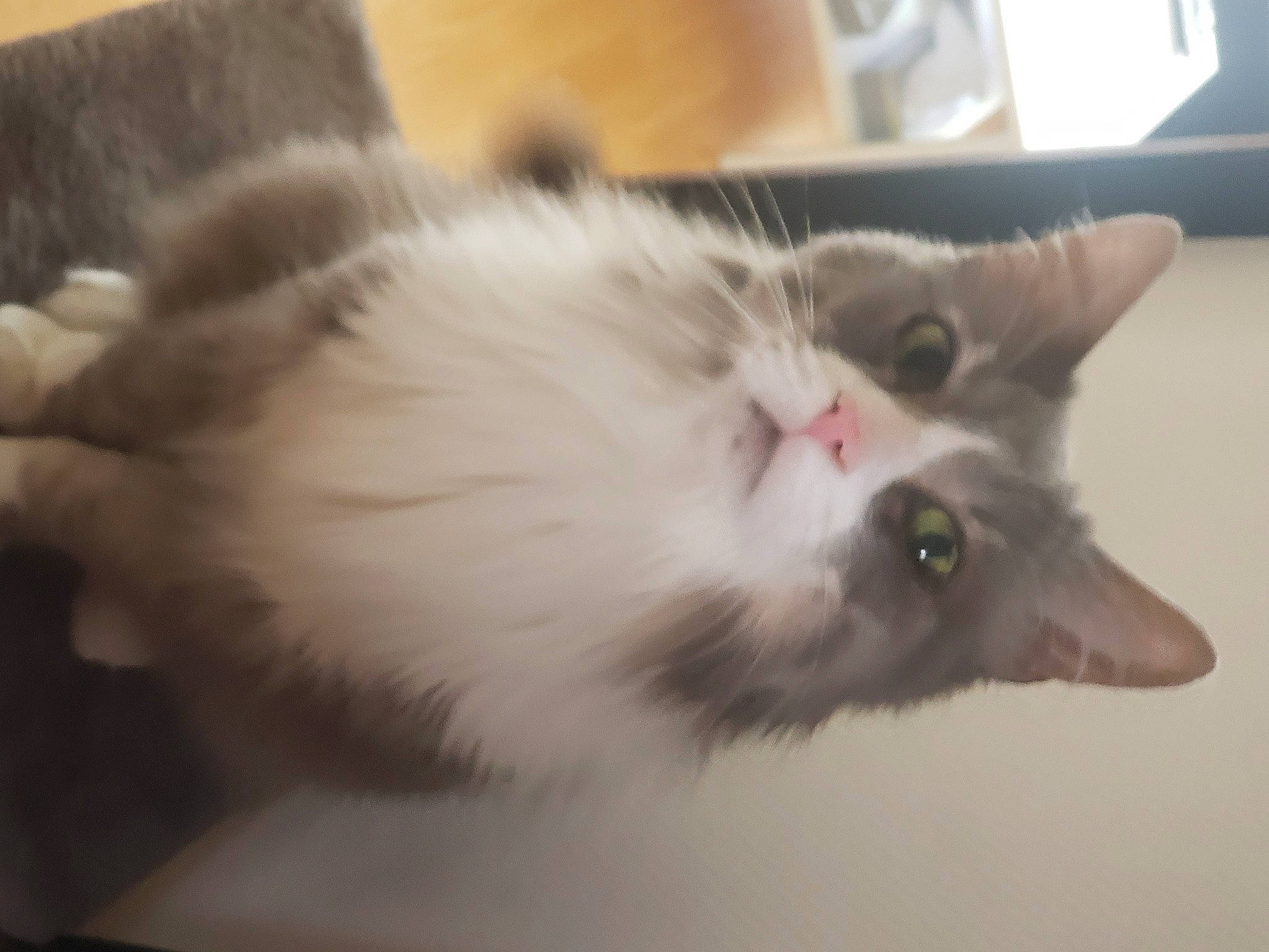 Angel a rejoint le concours — aidez-le/la à gagner de superbes lots ! british_longhair, carnivore, cat, ear, felidae, fur, paw, small_to_medium_sized_cats, snout, tail, whiskers, window