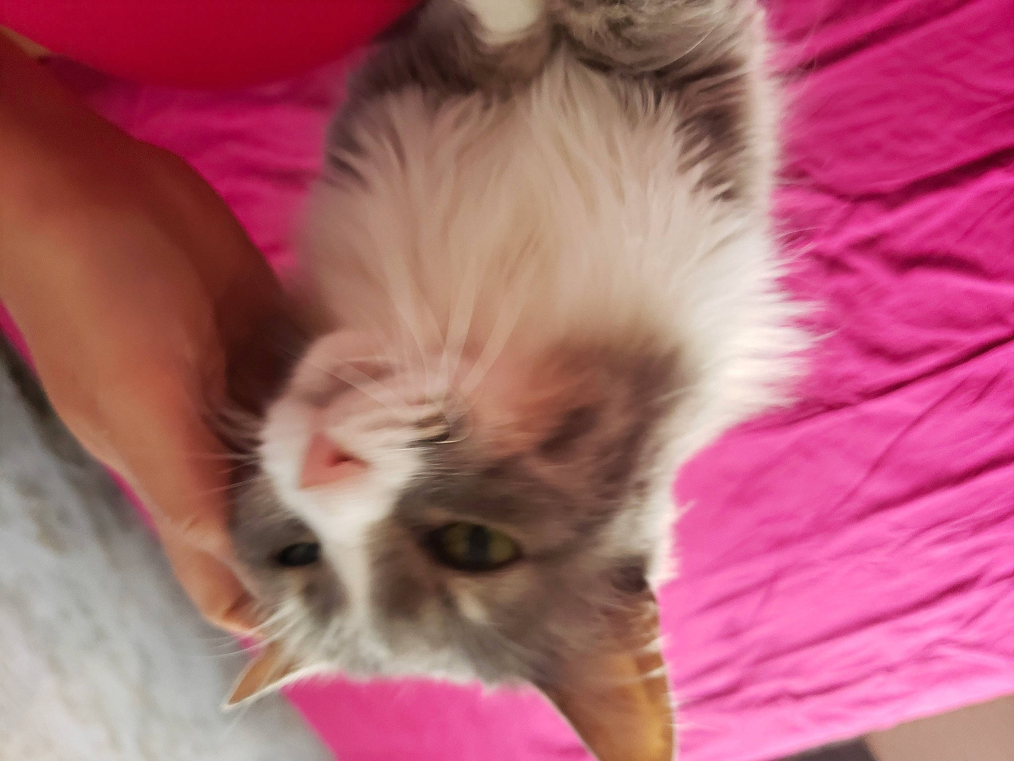 Angel a rejoint le concours — aidez-le/la à gagner de superbes lots ! canidae, carnivore, cat, claw, comfort, companion_dog, dog_breed, domestic_short_haired_cat, ear, fawn, felidae, flooring, fur, musical_instrument, paw, plant, small_to_medium_sized_cats, snout, tail, whiskers