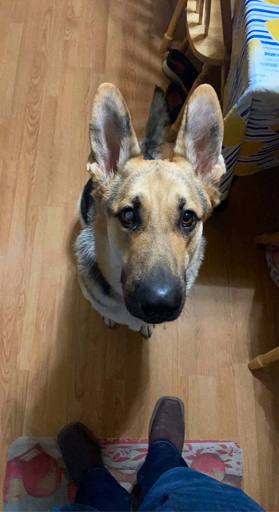 Fred joined the competition — help win amazing prizes! canidae, carnivore, collar, companion_dog, dog, dog_breed, dog_collar, ear, fawn, flooring, fur, german_shepherd_dog, guard_dog, hardwood, sporting_group, terrestrial_animal, whiskers, wood, working_animal, working_dog