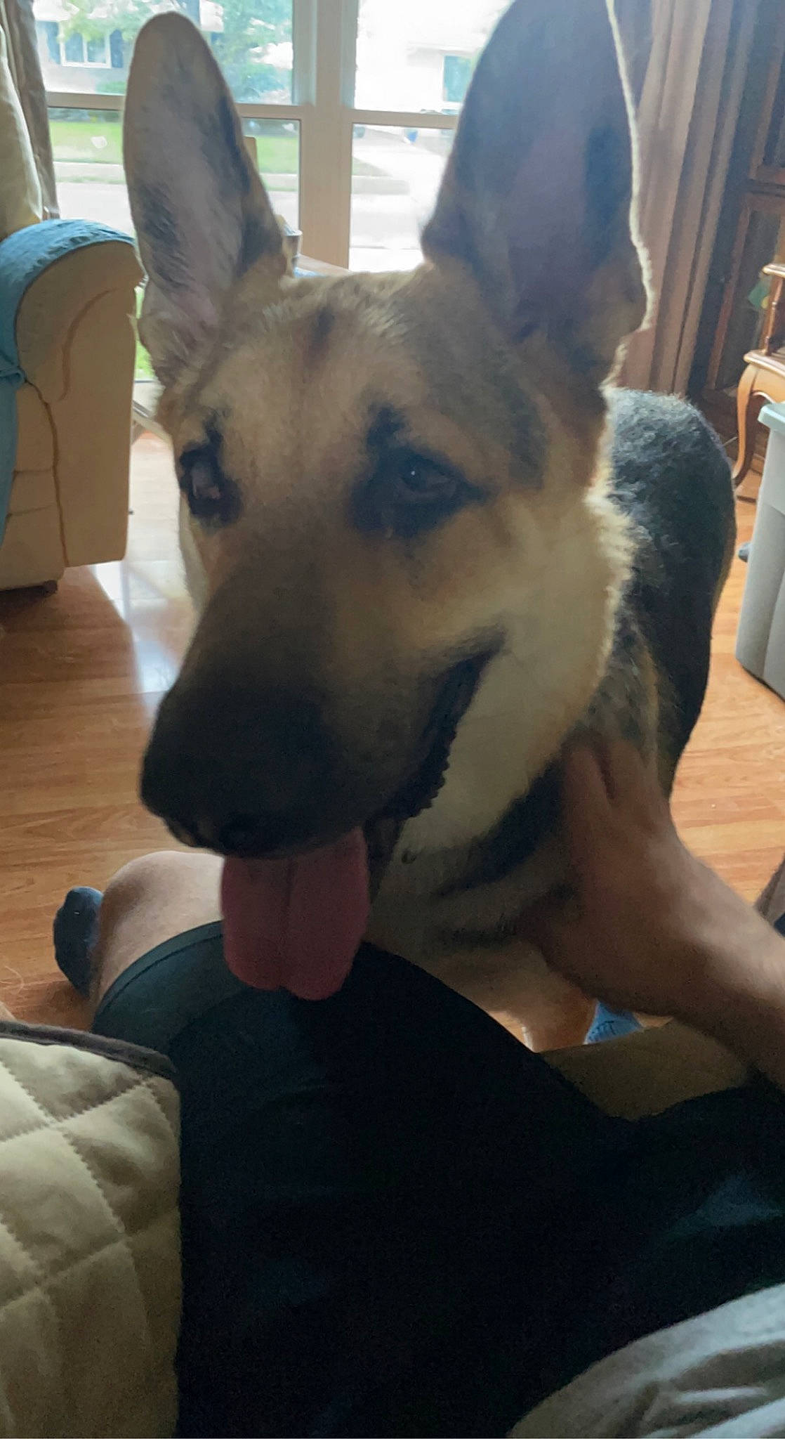 Fred is registered to the contest to win money with this photo: canidae, carnivore, comfort, companion_dog, dog, dog_breed, ear, east_european_shepherd, eye, fawn, fur, german_shepherd_dog, happy, herding_dog, jaw, king_shepherd, snout, sporting_group, working_animal, working_dog