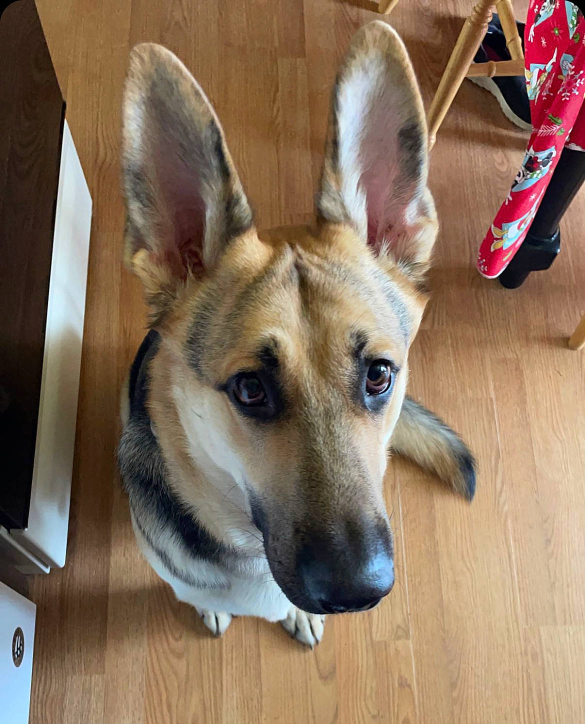 Fred is registered to the contest to win money with this photo: canidae, carnivore, collar, comfort, companion_dog, dog, dog_breed, dog_supply, door, fawn, flooring, fur, hardwood, jaw, snout, sporting_group, terrestrial_animal, whiskers, wood, working_animal