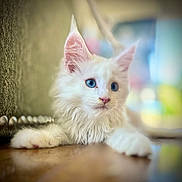 Jack Jack joined the competition — help win amazing prizes! animal, blue_eyes, cat, close_up, cute, domestic_cat, feline, fluffy, fur, indoor, kitten, paw, pet, portrait, relaxed, soft_focus, whiskers, white_fur, wooden_surface, young_cat