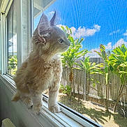 Bizkitt is registered to the contest to win money with this photo: kitten, cat, window, windowsill, mesh_screen, plants, garden, blue_sky, clouds, sunlight, fur, curious, pet, indoor, daylight, animal, young_cat, ears, whiskers, nature
