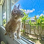 animal, blue_sky, cat, clouds, curious, daylight, ears, fur, garden, indoor, kitten, mesh_screen, nature, pet, plants, sunlight, whiskers, window, windowsill, young_cat