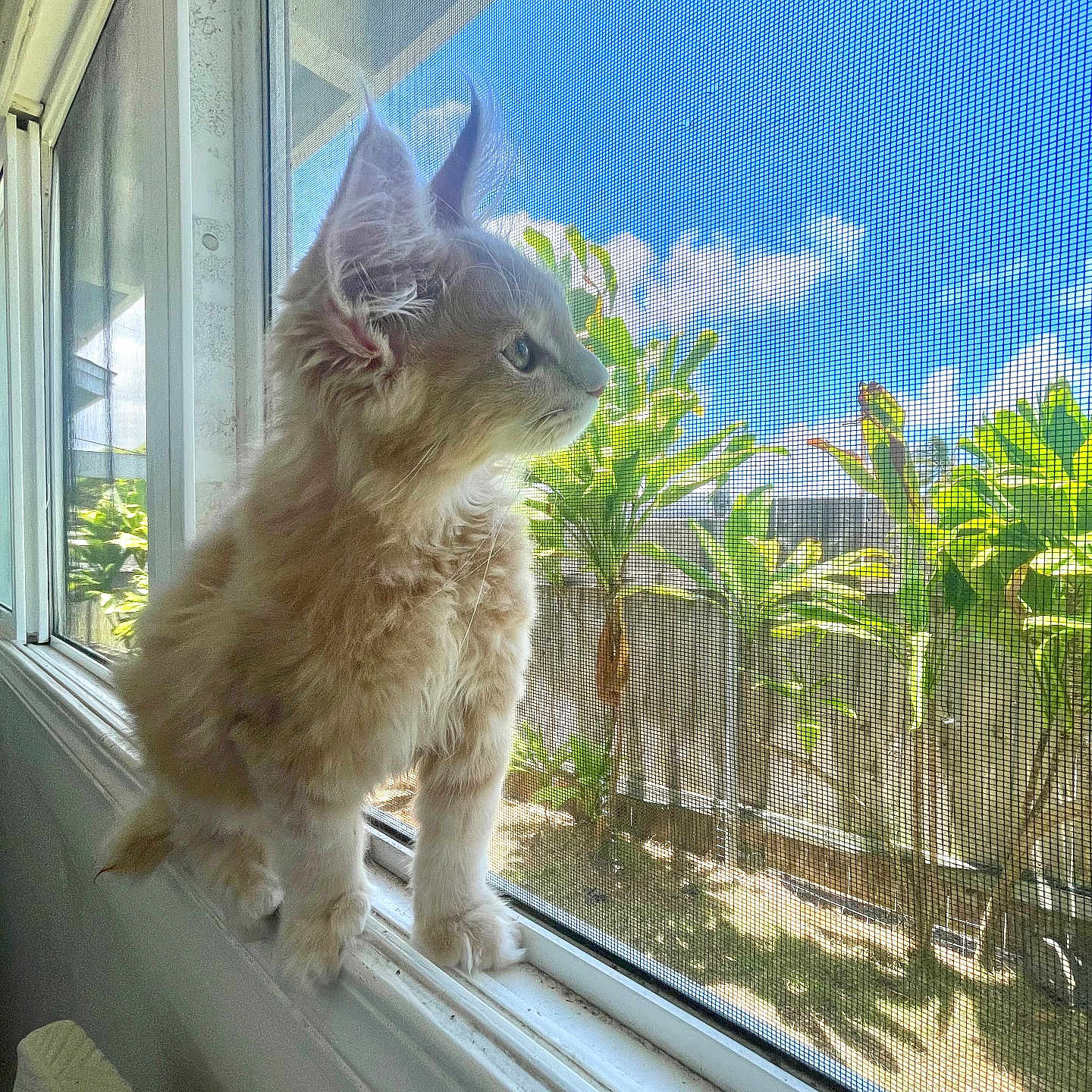 Bizkitt