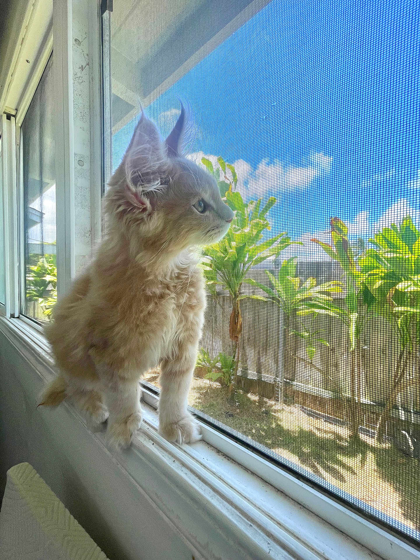 Bizkitt is registered to the contest to win money with this photo: kitten, cat, window, windowsill, mesh_screen, plants, garden, blue_sky, clouds, sunlight, fur, curious, pet, indoor, daylight, animal, young_cat, ears, whiskers, nature