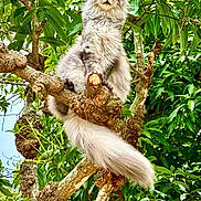 Leo is registered to the contest to win money with this photo: cat, tree, branch, fluffy, gray_cat, outdoor, nature, green_leaves, wildlife, animal, pet, feline, majestic, perched, tail, fur, closeup, daylight, wood, bark