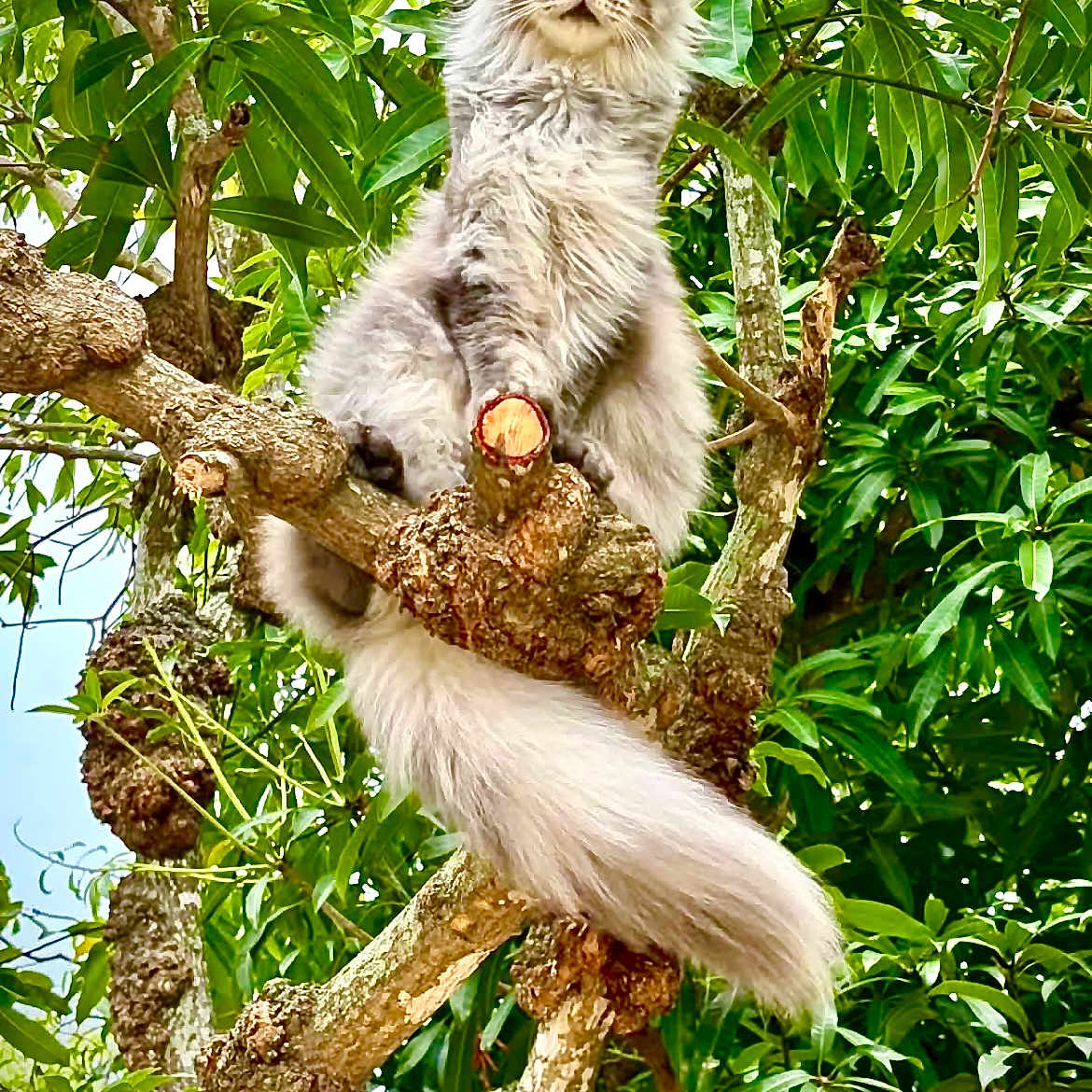Leo is registered to the contest to win money with this photo: animal, bark, branch, cat, closeup, daylight, feline, fluffy, fur, gray_cat, green_leaves, majestic, nature, outdoor, perched, pet, tail, tree, wildlife, wood