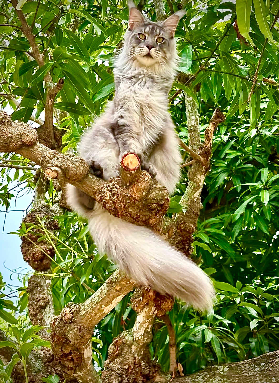 Leo is registered to the contest to win money with this photo: cat, tree, branch, fluffy, gray_cat, outdoor, nature, green_leaves, wildlife, animal, pet, feline, majestic, perched, tail, fur, closeup, daylight, wood, bark