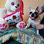dog, french_bulldog, plush_toy, teddy_bear, pillow, blanket, person, hand, indoor, smiling_dog, tongue_out, cute, pet, animal, bed, colorful, cozy, affectionate, soft_toy, resting
