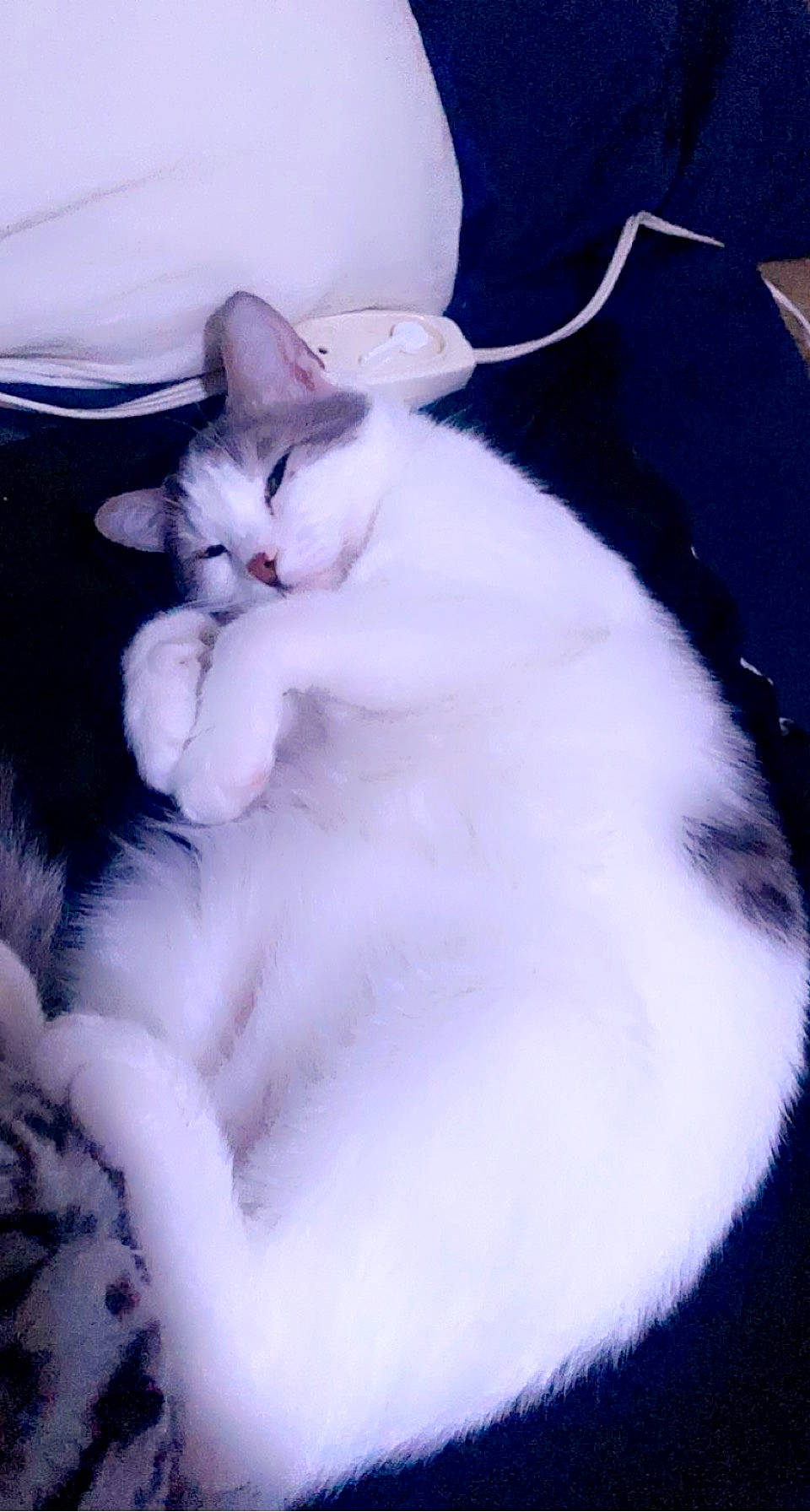 Kingston is registered to the contest to win money with this photo: carnivore, cat, comfort, felidae, foot, fur, paw, small_to_medium_sized_cats, snout, tail, terrestrial_animal, whiskers