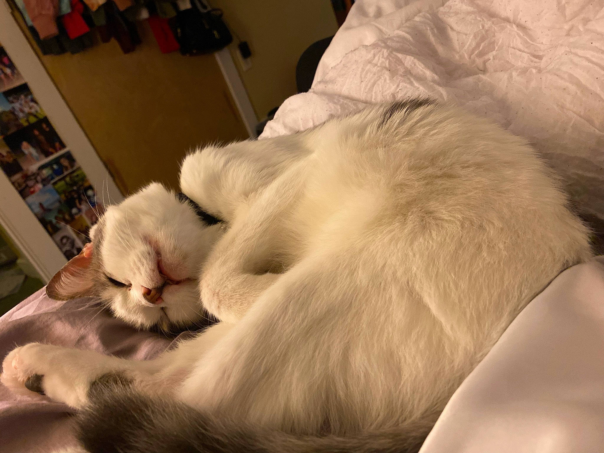 Kingston joined the competition — help win amazing prizes! bed, carnivore, cat, claw, comfort, companion_dog, dog_breed, domestic_short_haired_cat, ear, fawn, felidae, fur, linens, nap, paw, room, small_to_medium_sized_cats, tail, terrestrial_animal, whiskers