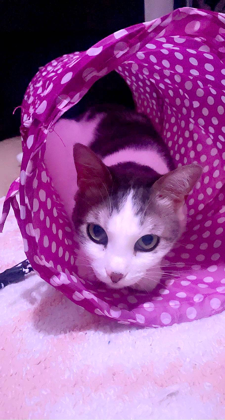 Kingston joined the competition — help win amazing prizes! art, basket, carnivore, cat, cat_supply, comfort, costume_hat, domestic_short_haired_cat, fashion_accessory, fawn, felidae, fur, linens, magenta, pet_supply, pink, purple, small_to_medium_sized_cats, snout, whiskers