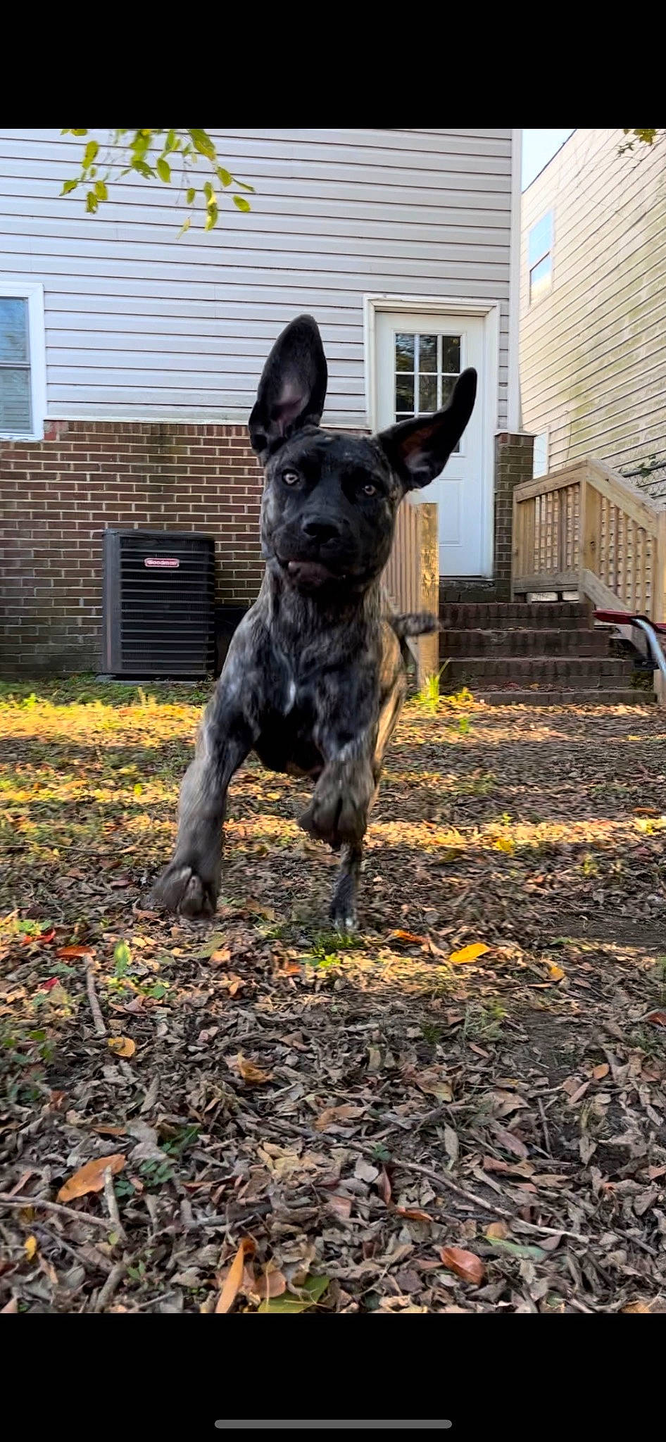 Diamond is registered to the contest to win money with this photo: canidae, carnivore, collar, companion_dog, dog, dog_breed, dog_supply, fawn, grass, guard_dog, plant, siding, soil, sporting_group, tail, whiskers, window, window_blind, working_animal, working_dog