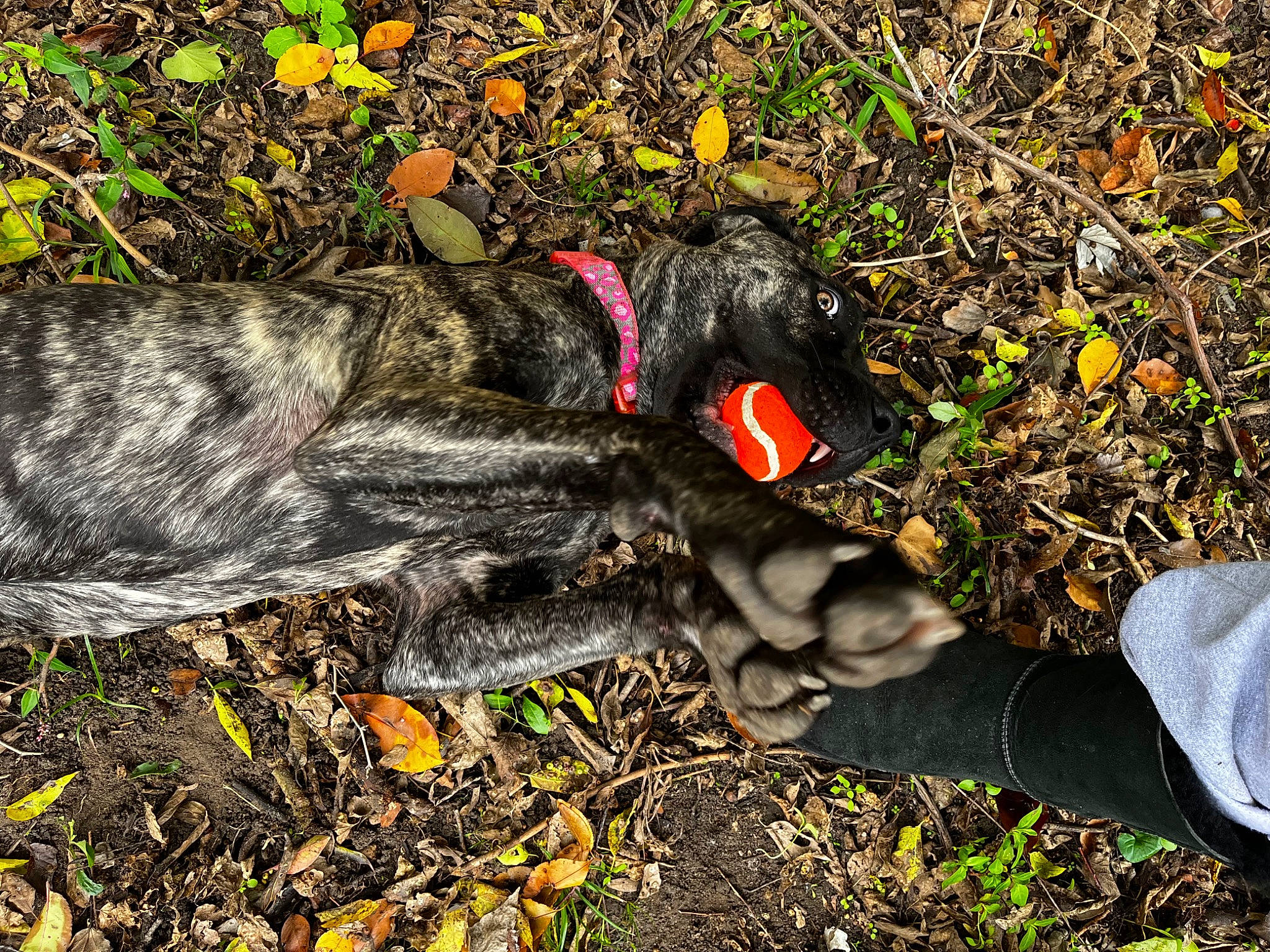 Diamond is registered to the contest to win money with this photo: canidae, carmine, dog_breed, foot, glove, grass, guard_dog, human_leg, landscape, people_in_nature, plant, rock, shadow, soil, sporting_group, tail, terrestrial_animal, trunk, wildlife, wood