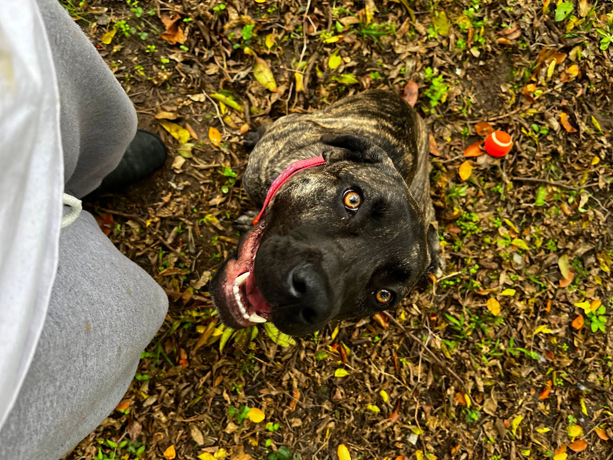 Diamond is registered to the contest to win money with this photo: borador, carnivore, companion_dog, dog, dog_breed, fawn, fur, grass, guard_dog, personal_protective_equipment, plant, retriever, road_surface, shadow, soil, sporting_group, terrestrial_animal, tints_and_shades, tree, working_animal