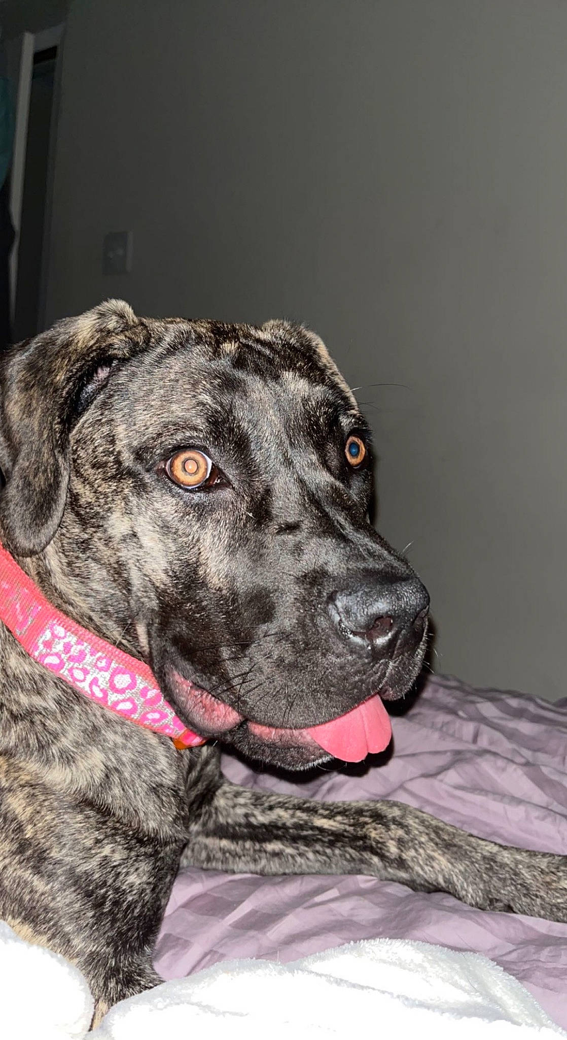 Diamond joined the competition — help win amazing prizes! borador, canidae, carnivore, collar, companion_dog, dog, dog_breed, dog_collar, fawn, fur, grey, guard_dog, gun_dog, monochrome_photography, non_sporting_group, snout, sporting_group, whiskers, working_animal, working_dog