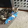 kitten, cat, toy, plush_toy, carpet, laundry_basket, home_interior, tabby_cat, pet, playful, fur, animal, cute, indoor, small_cat, resting, claws, floor, domestic_cat, young_cat