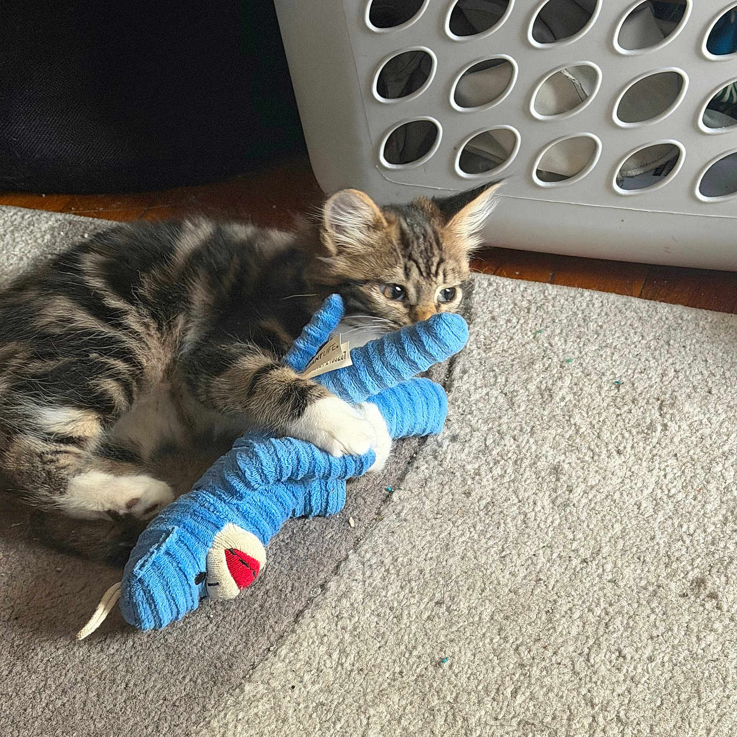 Bella joined the competition — help win amazing prizes! kitten, cat, toy, plush_toy, carpet, laundry_basket, home_interior, tabby_cat, pet, playful, fur, animal, cute, indoor, small_cat, resting, claws, floor, domestic_cat, young_cat