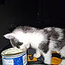 Oreo joined the competition — help win amazing prizes! kitten, cat, black_and_white, licking, container, food, cream, blanket, orange, black, pet, animal, cute, fur, whiskers, close_up, indoor, curious, small, young