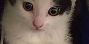Oreo is registered to the contest to win money with this photo: cat, kitten, black_and_white, paw, close_up, cute, pet, animal, indoor, feline, whiskers, curious, soft_fur, small, young, sitting, looking, face, ears, domestic_animal