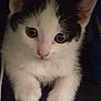 cat, kitten, black_and_white, paw, close_up, cute, pet, animal, indoor, feline, whiskers, curious, soft_fur, small, young, sitting, looking, face, ears, domestic_animal