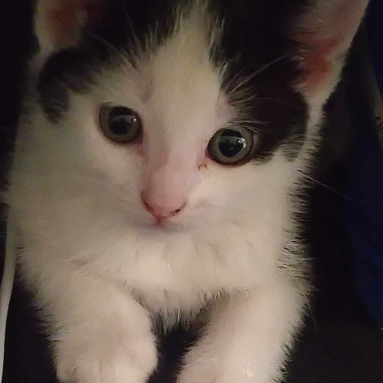 Oreo is registered to the contest to win money with this photo: animal, black_and_white, cat, close_up, curious, cute, domestic_animal, ears, face, feline, indoor, kitten, looking, paw, pet, sitting, small, soft_fur, whiskers, young