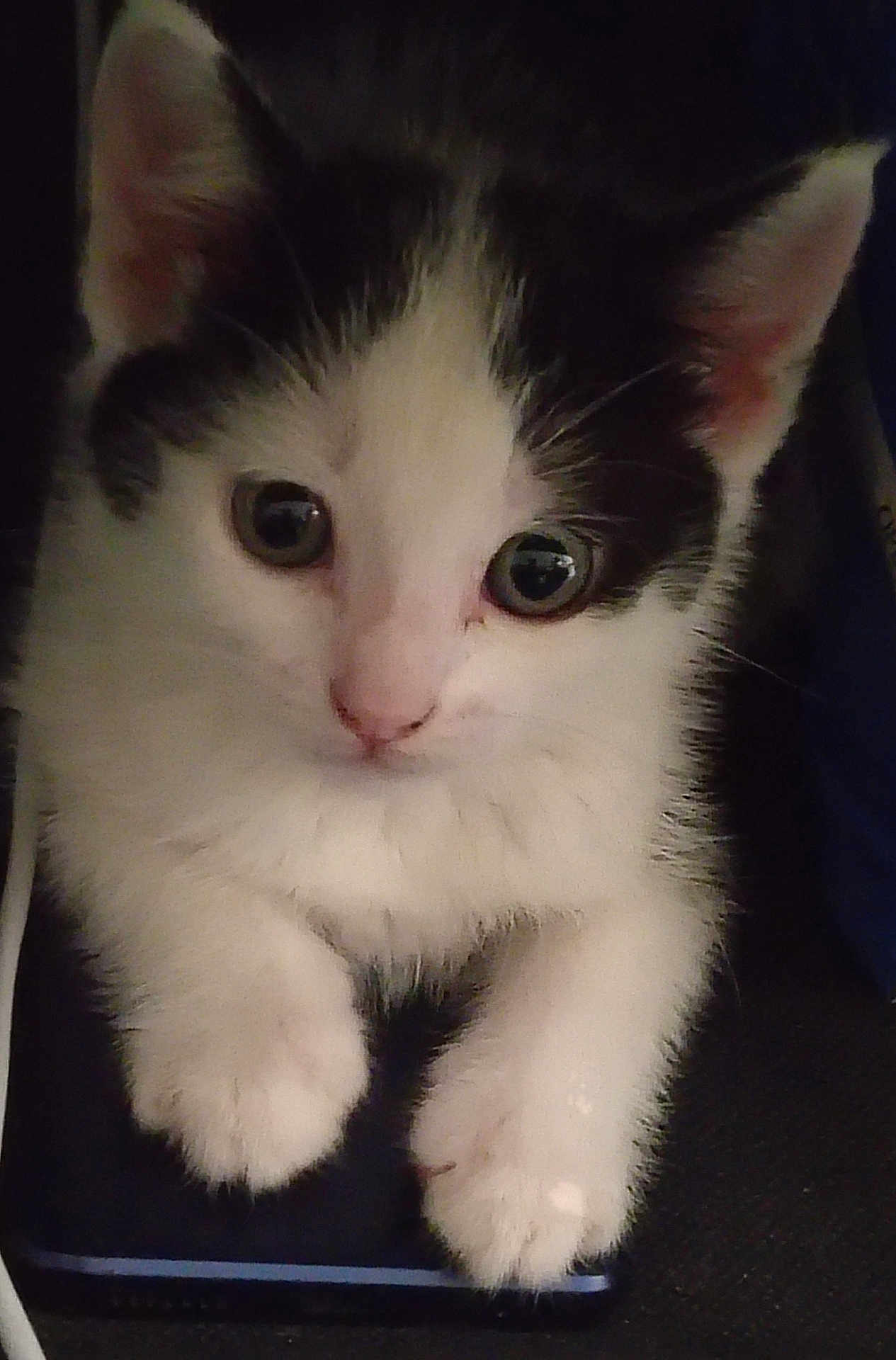 Oreo is registered to the contest to win money with this photo: cat, kitten, black_and_white, paw, close_up, cute, pet, animal, indoor, feline, whiskers, curious, soft_fur, small, young, sitting, looking, face, ears, domestic_animal