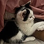 Oreo joined the competition — help win amazing prizes! kitten, cat, black_and_white, fluffy, paw, resting, cute, animal, pet, feline, indoors, cozy, soft, pink, fur, sleepy, small, young, domestic, relaxed