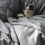 Oreo joined the competition — help win amazing prizes! kitten, cat, black_and_white, pet, animal, blanket, cozy, fur, cute, indoor, soft, resting, young, small, comfort, sleepy, domestic, feline, quiet, peaceful