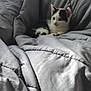 kitten, cat, black_and_white, pet, animal, blanket, cozy, fur, cute, indoor, soft, resting, young, small, comfort, sleepy, domestic, feline, quiet, peaceful