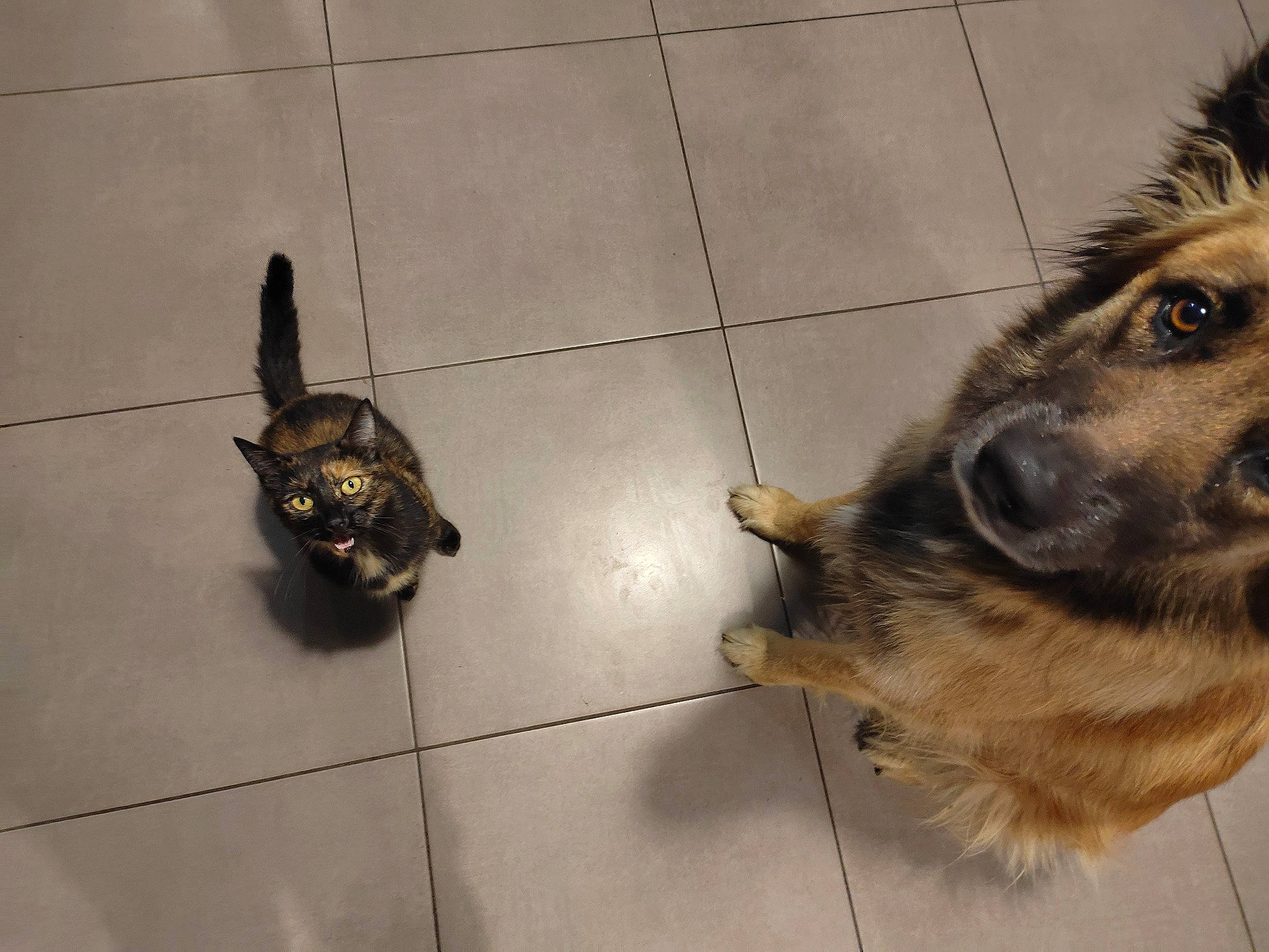 Roxy a rejoint le concours — aidez-le/la à gagner de superbes lots ! canidae, carnivore, companion_dog, dog, dog_breed, fawn, felidae, flooring, fur, german_shepherd_dog, mammal, old_german_shepherd_dog, paw, small_to_medium_sized_cats, snout, sporting_group, tail, vertebrate, whiskers, working_animal