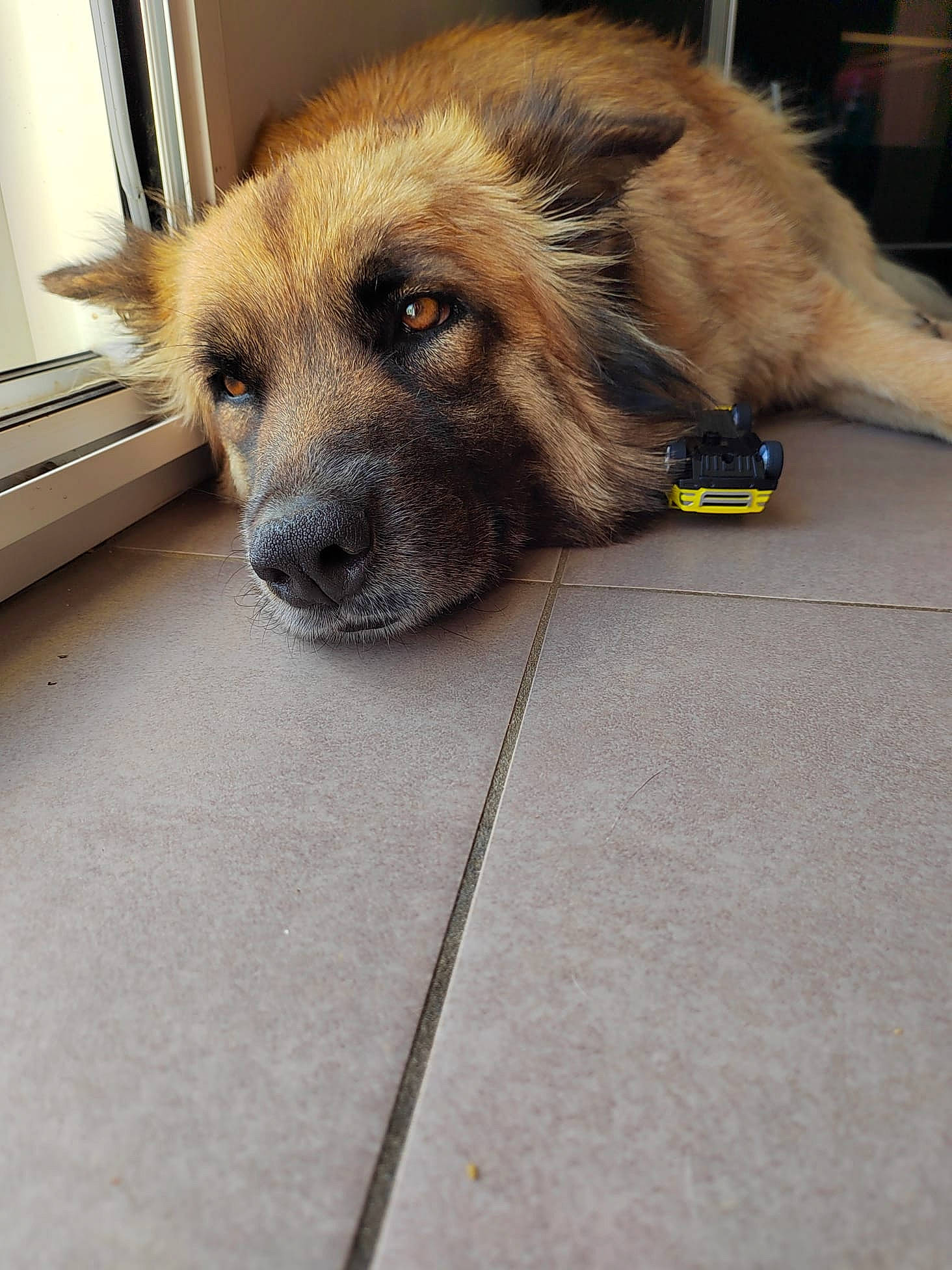 Roxy participe au concours pour gagner de l'argent avec cette photo : canidae, carnivore, companion_dog, computer_keyboard, dog, dog_breed, fawn, flooring, fur, hardwood, liver, office_equipment, paw, snout, sporting_group, terrestrial_animal, whiskers, wood, working_animal