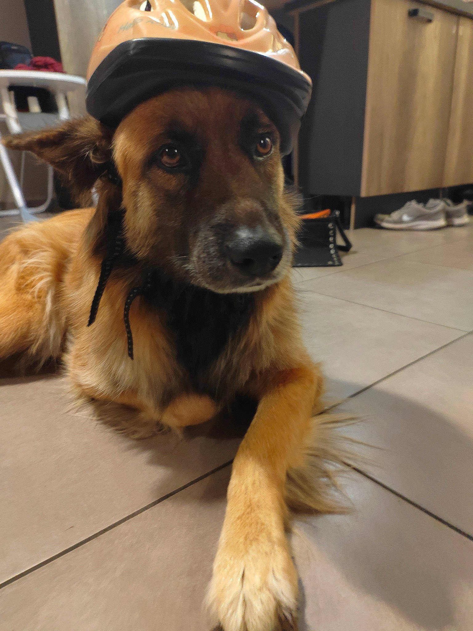 Roxy participe au concours pour gagner de l'argent avec cette photo : baseball_cap, canidae, cap, carnivore, chair, companion_dog, dog, dog_breed, fashion_accessory, fawn, flooring, fur, guard_dog, hat, pet_supply, snout, sporting_group, whiskers, working_animal, working_dog