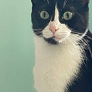 Juliet is registered to the contest to win money with this photo: animal, black_and_white, cat, close_up, curious, cute, domestic_animal, ears, face, feline, fur, green_eyes, indoor, looking, mammal, nose, pet, portrait, tuxedo_cat, whiskers