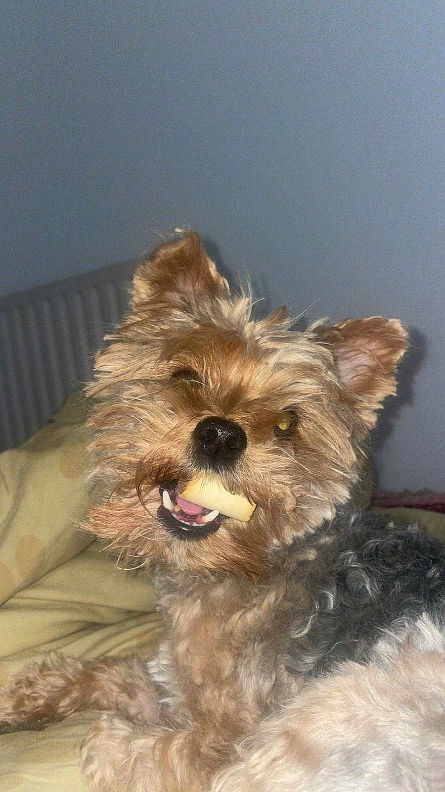 Ricci participe au concours pour gagner de l'argent avec cette photo : dog, small_dog, scruffy, chewing, toy, pet, indoor, bed, fur, cute, animal, playful, canine, mouth, nose, ears, whiskers, lying_down, furry, companion