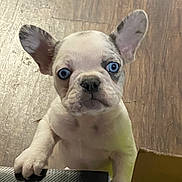 Drake joined the competition — help win amazing prizes! dog, puppy, blue_eyes, large_ears, wooden_floor, box, black_surface, pet, cute, animal, indoor, standing, looking_up, small_dog, curious, white_fur, brown_spots, young, domestic_animal, playful