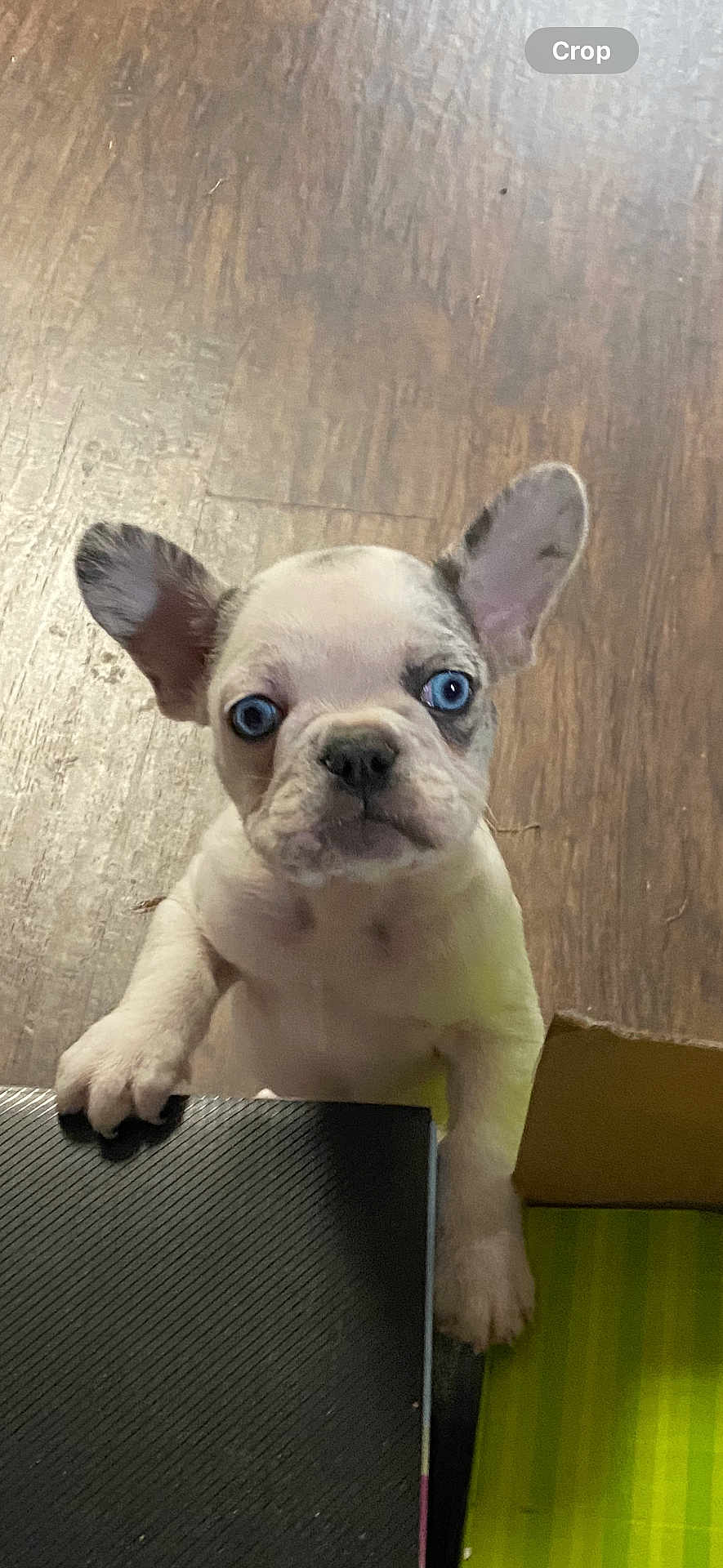 Drake joined the competition — help win amazing prizes! dog, puppy, blue_eyes, large_ears, wooden_floor, box, black_surface, pet, cute, animal, indoor, standing, looking_up, small_dog, curious, white_fur, brown_spots, young, domestic_animal, playful