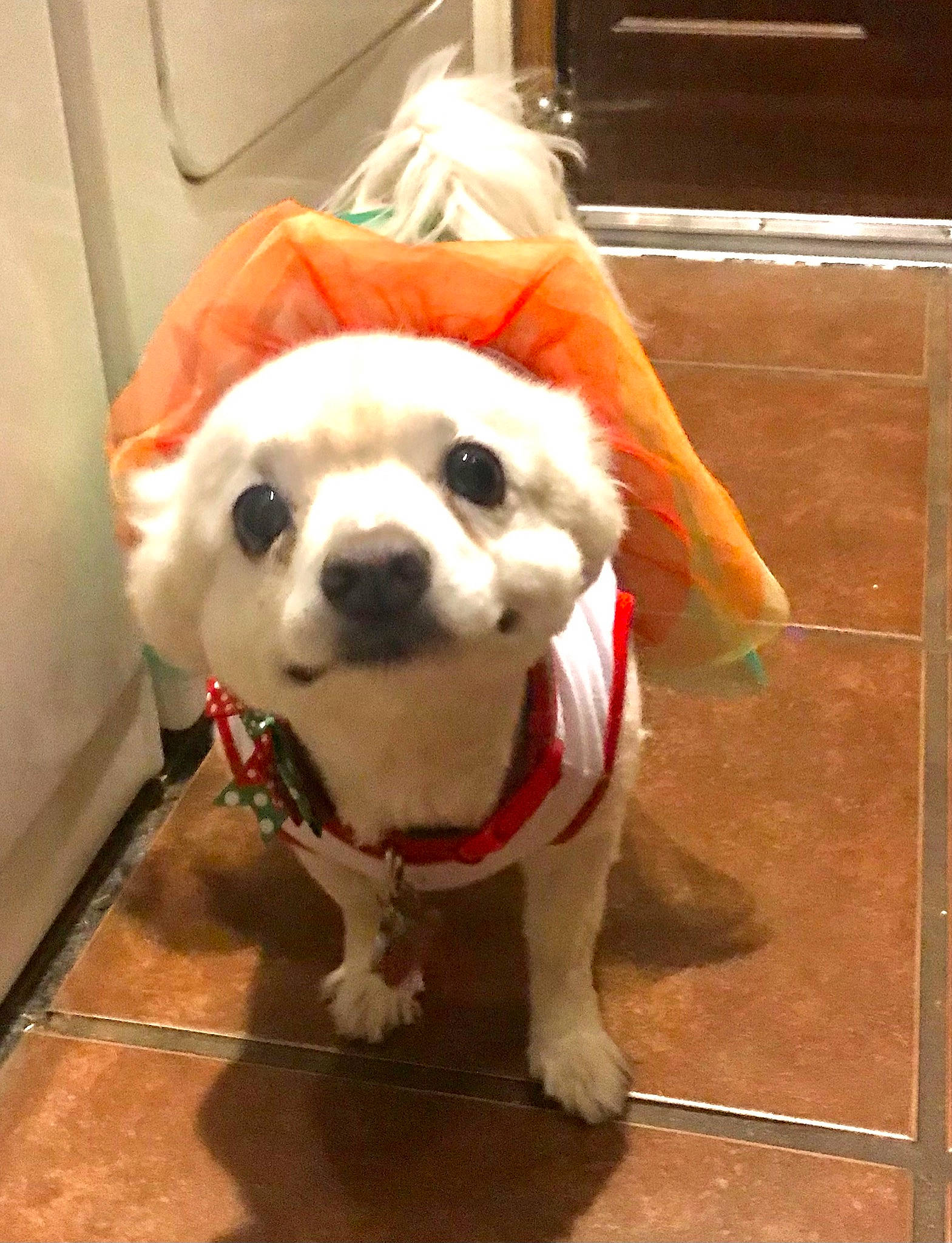 Sally is registered to the contest to win money with this photo: canidae, carnivore, collar, companion_dog, dog, dog_breed, dog_clothes, dog_supply, fawn, floor, flooring, leash, mascot, personal_protective_equipment, pet_supply, snout, sporting_group, toy_dog, whiskers, working_animal