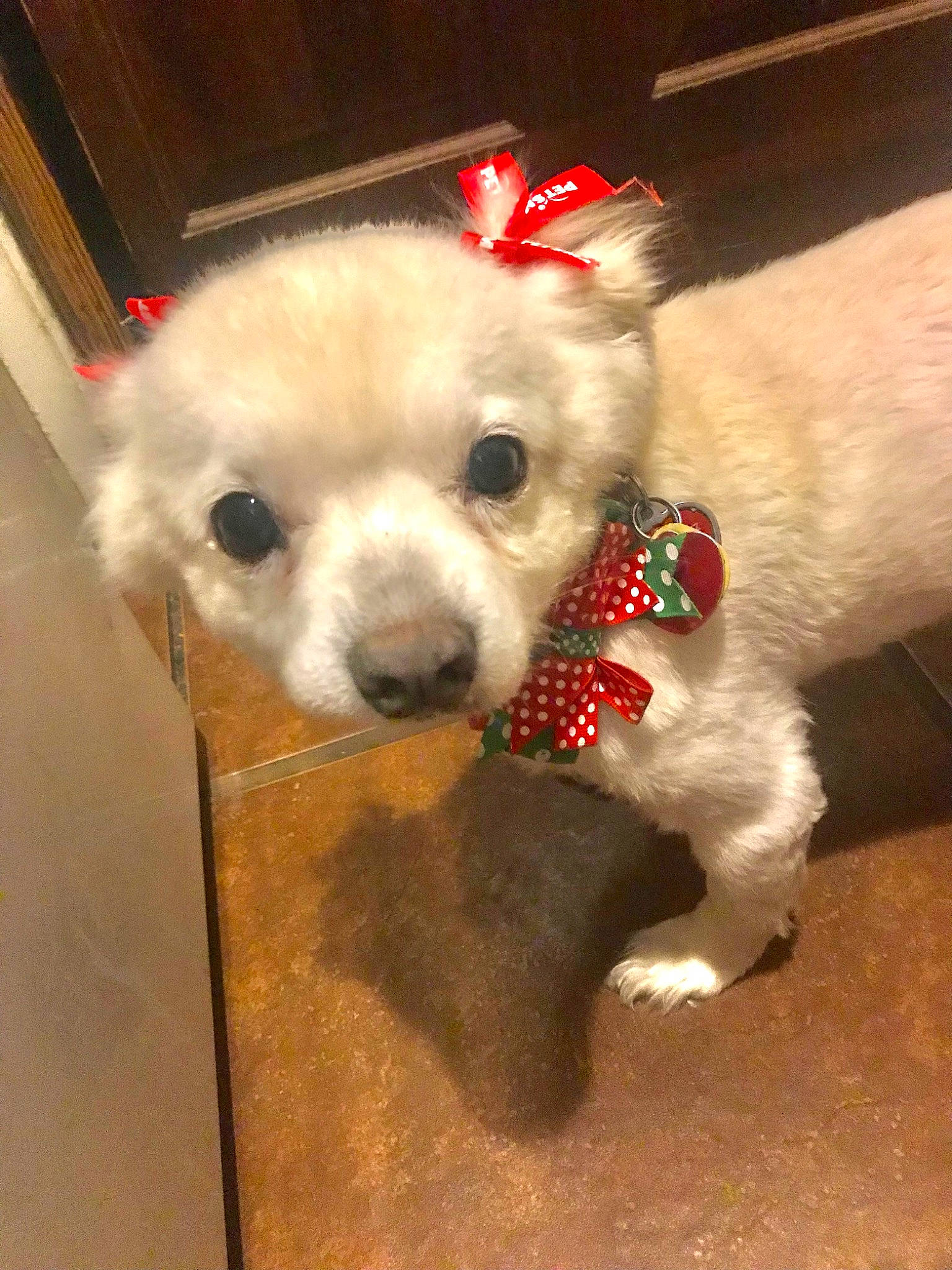 Sally is registered to the contest to win money with this photo: canidae, carnivore, collar, companion_dog, couch, dog, dog_breed, dog_clothes, dog_collar, dog_supply, fashion_accessory, fawn, fur, leash, pet_supply, snout, sporting_group, toy_dog, whiskers, working_animal