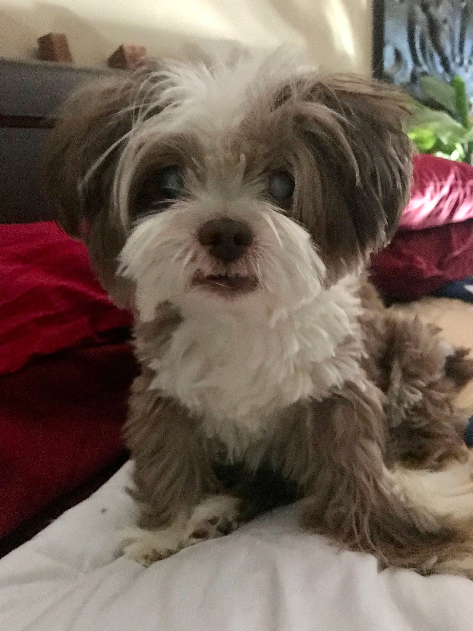 Buddy joined the competition — help win amazing prizes! biewer_terrier, canidae, carnivore, companion_dog, dog, dog_breed, fur, liver, maltepoo, poodle_crossbreed, puppy, shih_poo, shih_tzu, small_terrier, snout, sporting_group, terrier, toy_dog, water_dog, working_animal