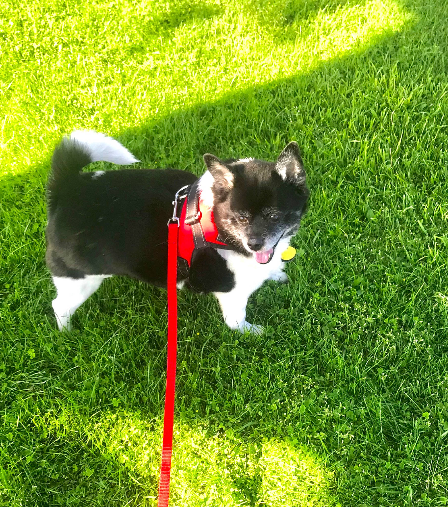 Snoopy joined the competition — help win amazing prizes! carnivore, cat, companion_dog, dog_breed, felidae, flooring, grass, grass_family, grassland, groundcover, lawn, mammal, meadow, plant, shrub, small_to_medium_sized_cats, sporting_group, tail, vertebrate, whiskers