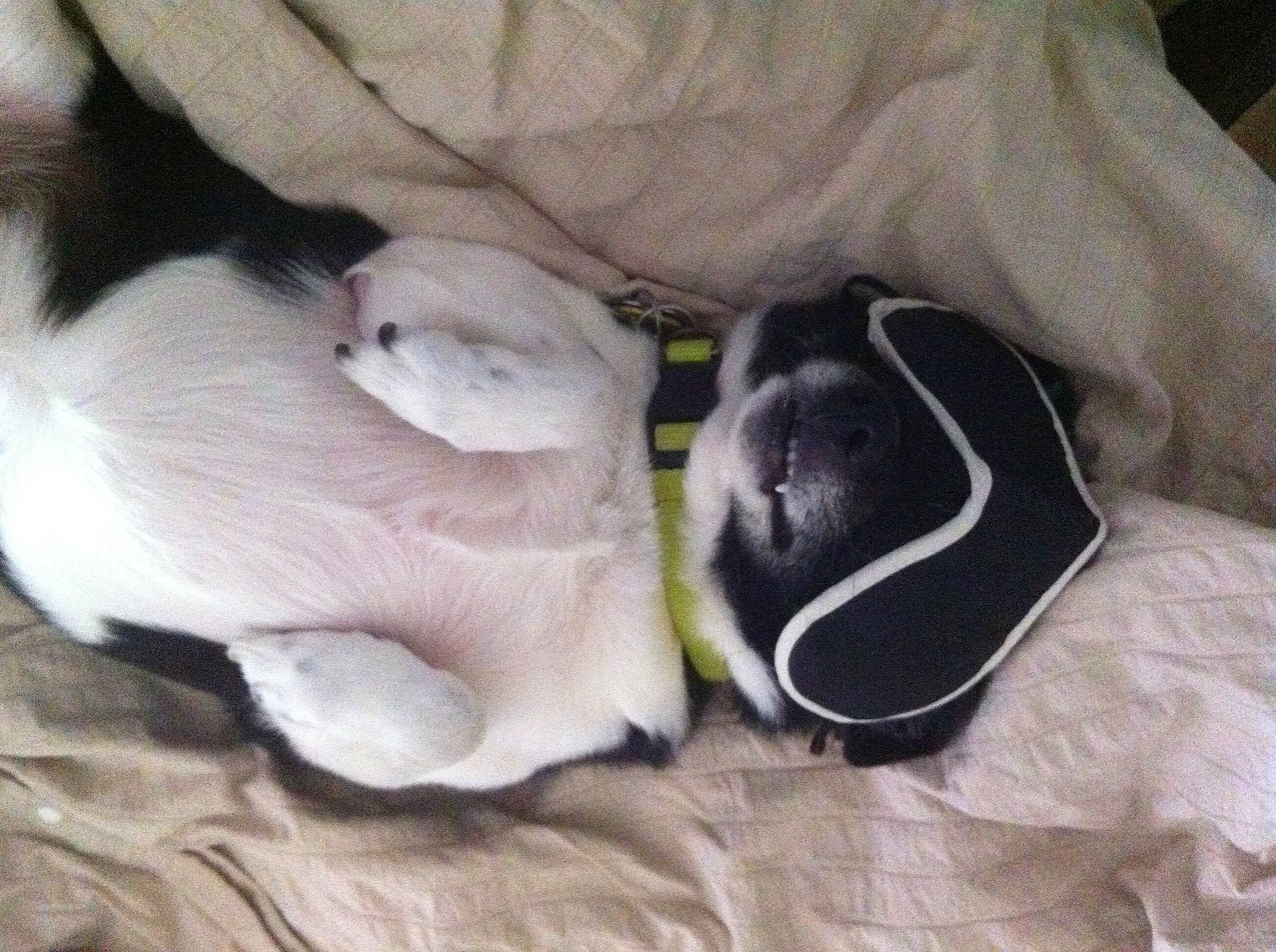 Snoopy joined the competition — help win amazing prizes! canidae, carnivore, comfort, companion_dog, dog, dog_breed, dog_supply, fawn, fur, grey, linens, nap, non_sporting_group, paw, sleep, snout, sporting_group, tail, whiskers