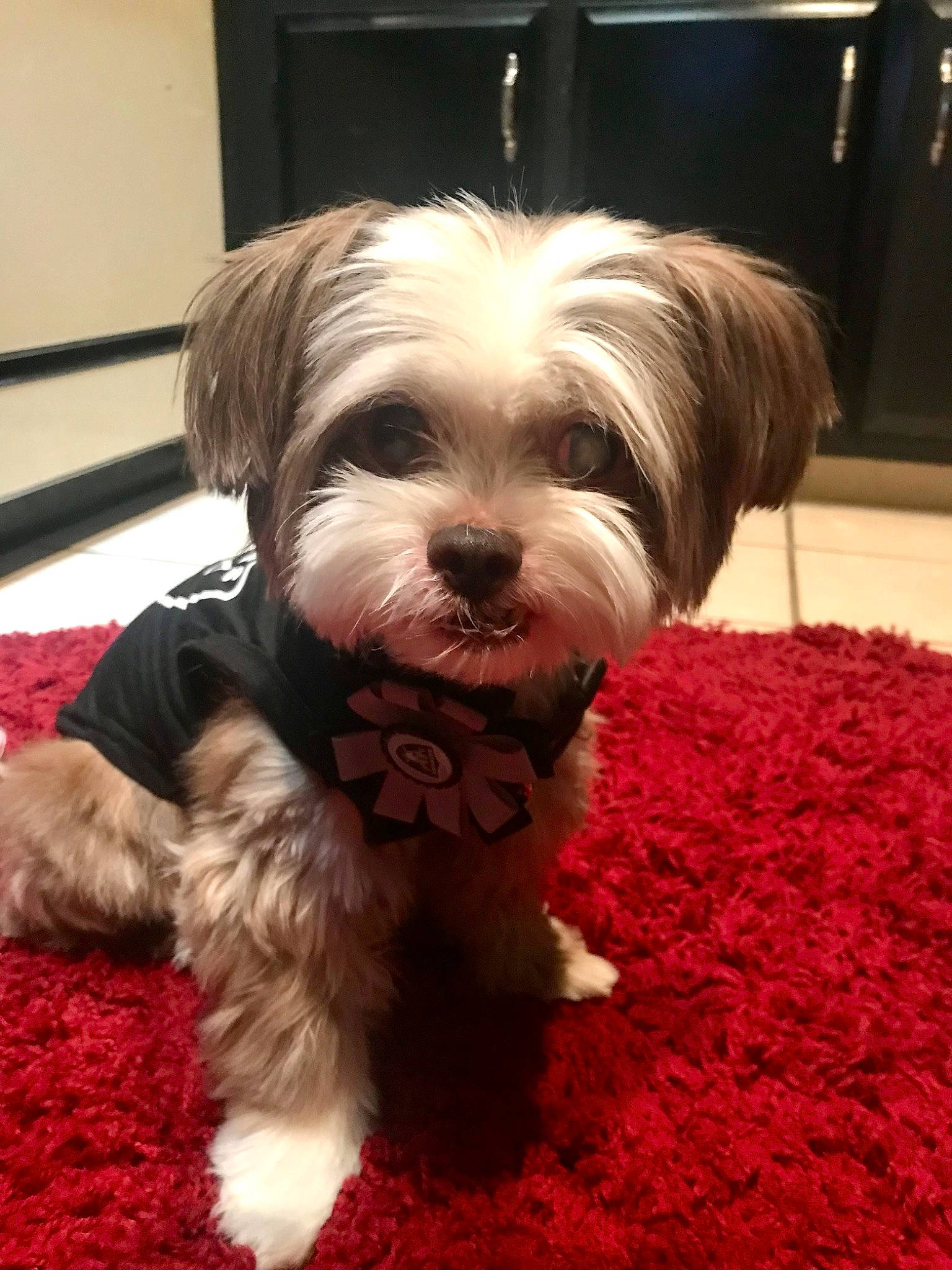 Buddy Beans is registered to the contest to win money with this photo: biewer_terrier, canidae, carnivore, companion_dog, dog, dog_breed, fur, liver, maltepoo, poodle_crossbreed, puppy, puppy_love, shih_poo, small_terrier, snout, sporting_group, terrier, toy_dog, working_animal, yorkipoo