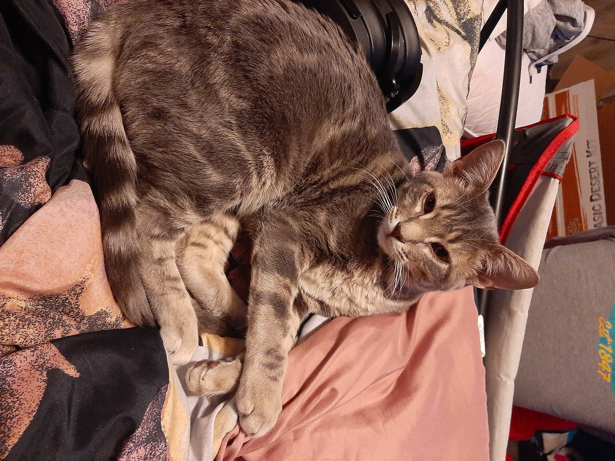 Native joined the competition — help win amazing prizes! carnivore, cat, claw, comfort, domestic_short_haired_cat, fawn, felidae, fur, small_to_medium_sized_cats, snout, tail, terrestrial_animal, whiskers